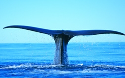 whale watch